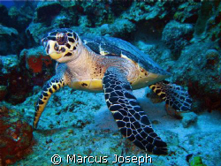 HAWKSBILL TURTLE (Eretmochelys Imbriocota)
This species ... by Marcus Joseph 
